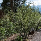 Mountain Mahogany